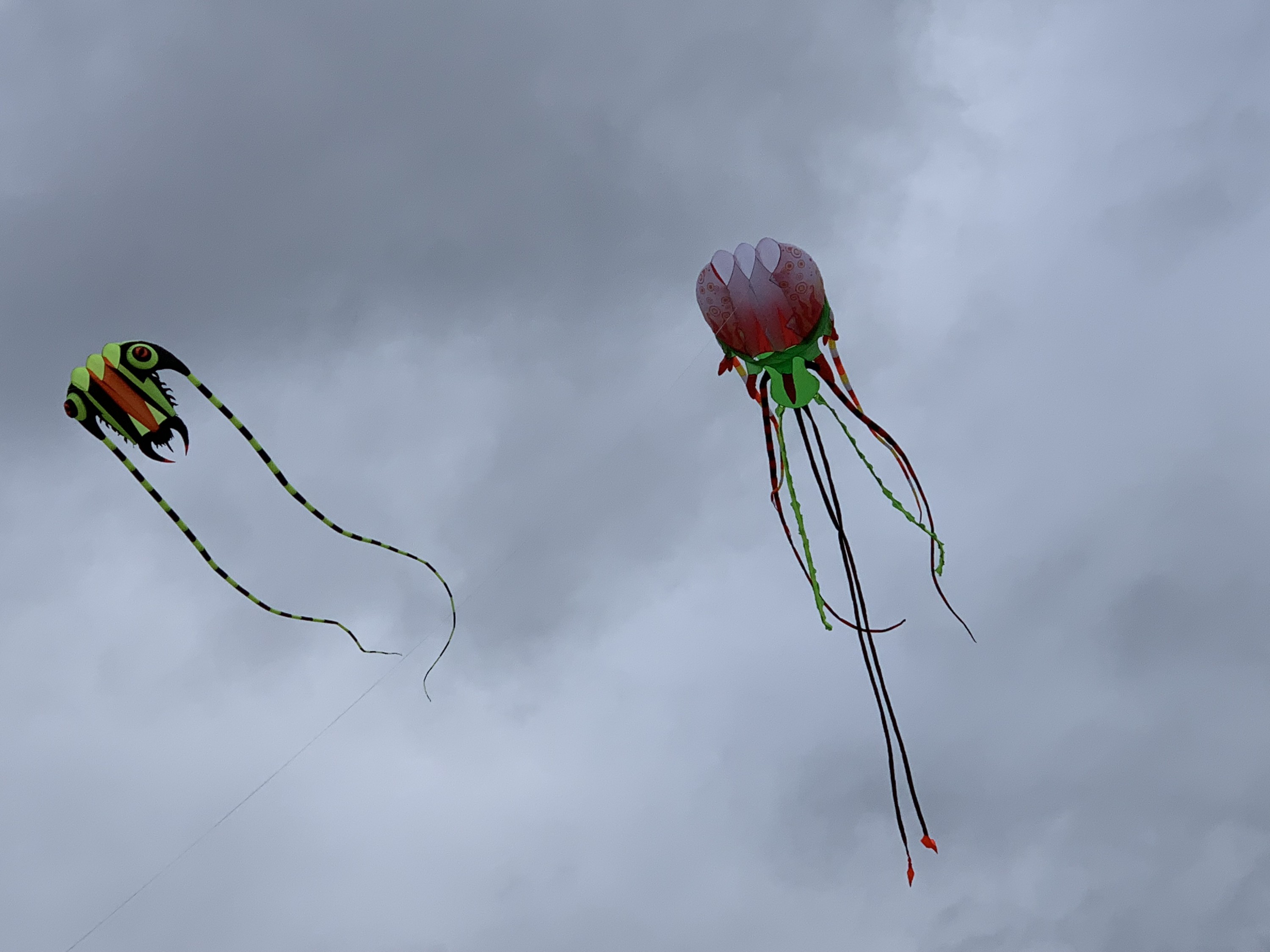 Giant Jellyfish