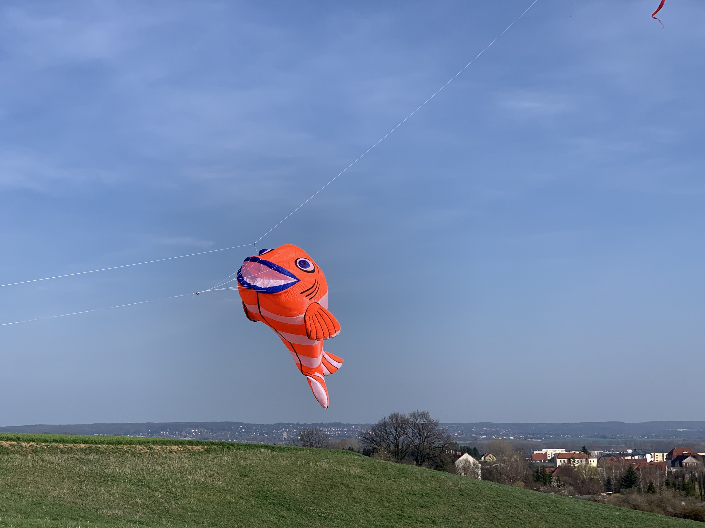 Neuzugang Clownfisch