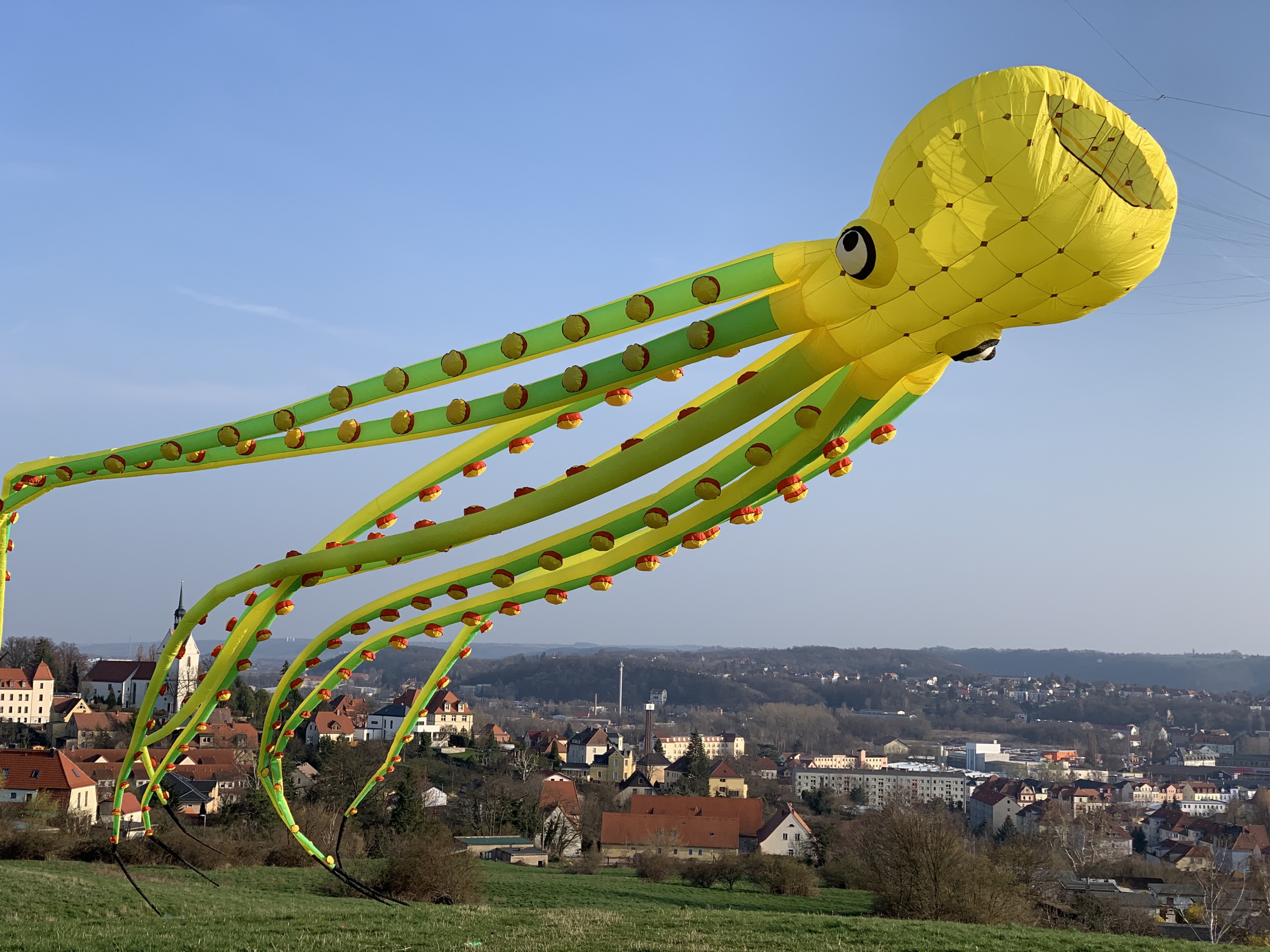 Neuzugang 26m Octopus